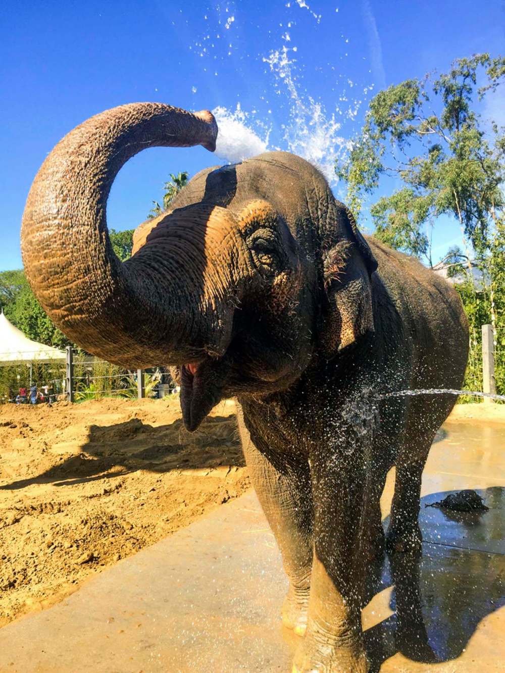Santa Barbara Zoo euthanizes beloved elephant Winnipeg Free Press