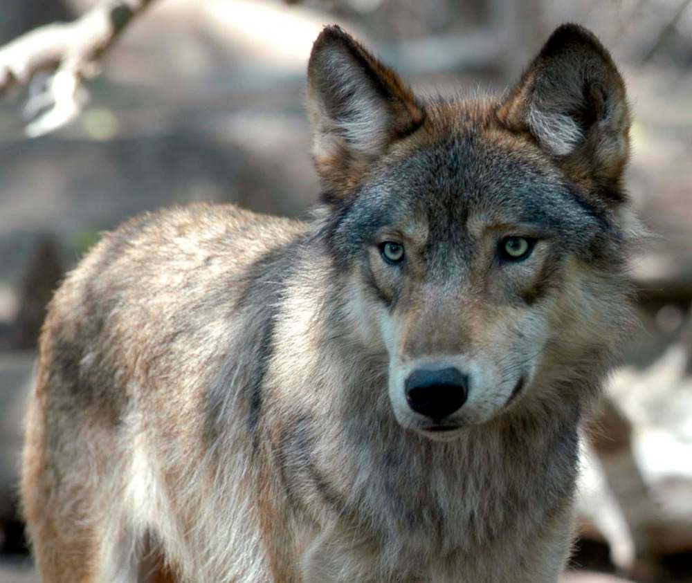 AP File Photo/Dawn Villella
A gray wolf at the Wildlife Science Center in Forest Lake, Minn.
