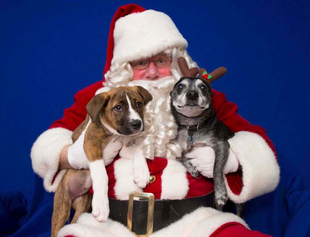 DAVID LIPNOWSKI / WINNIPEG FREE PRESS FILES
Doug Speirs, dressed as Santa Paws, poses with Rylie (left) and Carlos during a previous Santa Paws photo shoot. This year’s takes place Nov. 18 and Nov. 25.