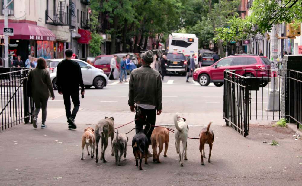 Dogs takes viewers around the world, with episodes in the United States, Italy, Japan and Syria.
