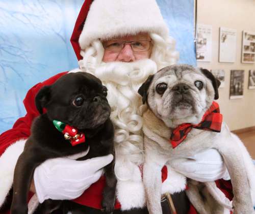Luna and Bozley had their photos with Santa Claus, played by Doug Speirs, at the Pet Pics with Santa Paws fundraiser in support of the Winnipeg Humane Society on Sunday. (John Woods / Winnipeg Free Press)