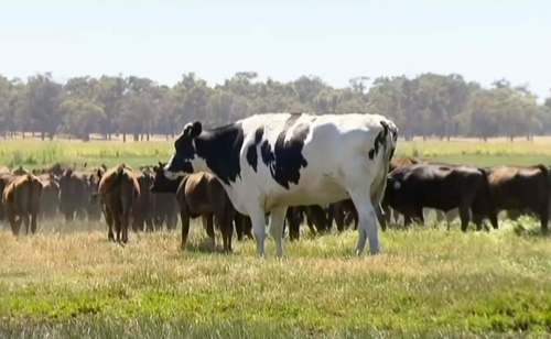 Channel 7&rsquo;s Today Tonight
Knickers the steer (centre) in a paddock with a cow herd in Lake Preston, Australia.