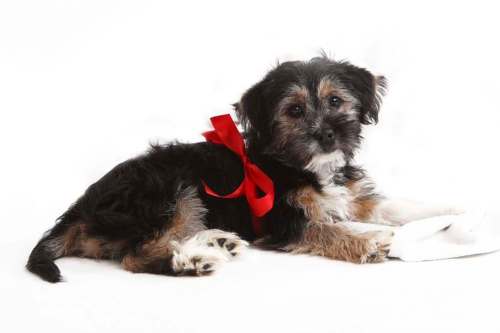 Dreamstime
Choosing a dog is a major life decision, not to be taken lightly.