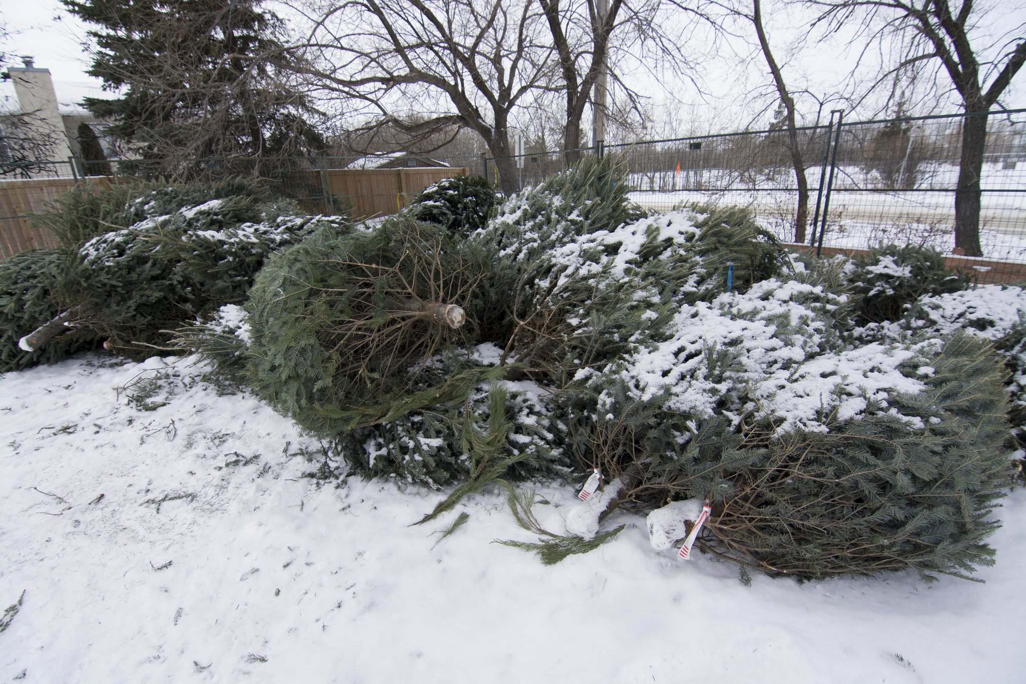 Backyard great site to recycle Christmas tree Winnipeg Free Press