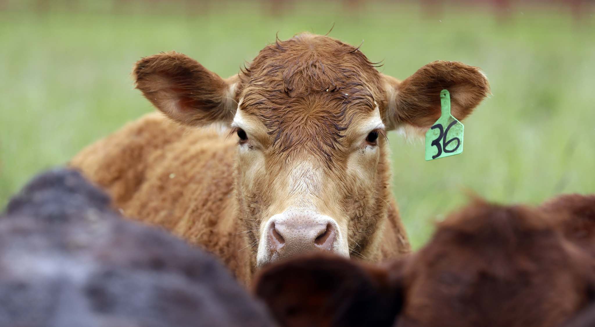 New livestock medicine rules may hike costs Winnipeg Free Press