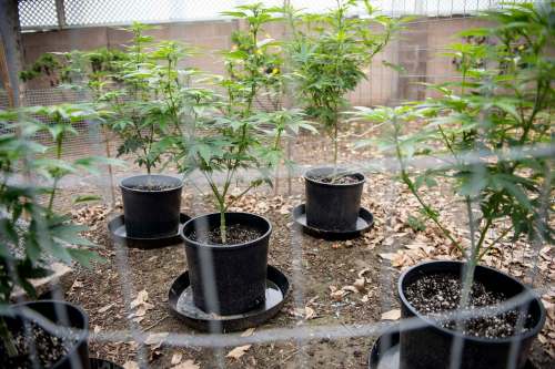 Growing more than four cannabis plants in one residence or on one property could have serious legal consequences in Canada. (Matt Masin / The Orange County Register files)