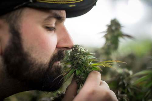 Canadian adults can only legally grow up to four cannabis plants per household, and not at all in Quebec or Manitoba. (Darryl Dyck / The Canadian Press files)