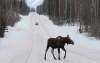 Bill Roth / The Associated Press Files
The Manitoba Wildlife Federation says five moose were shot by poachers sometime between Feb. 16-20 along Provincial Highway 304 between Powerview-Pine Falls and Manigotagan.
