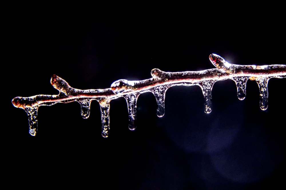 CORY MORSE / THE ASSOCIATED PRESS FILES
The icicles on this maple branch highlight the seesaw between winter and spring, marked by cycles of melting and freezing: Anishinaabe lore calls it ‘the moon of hard-crusted snow.’