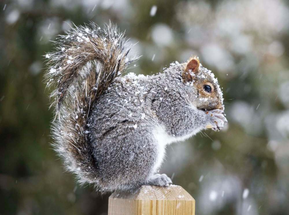 Ryan Remiorz / The Canadian Press files
From power outages to massive sinkholes, squirrels have been causing havoc for decades.