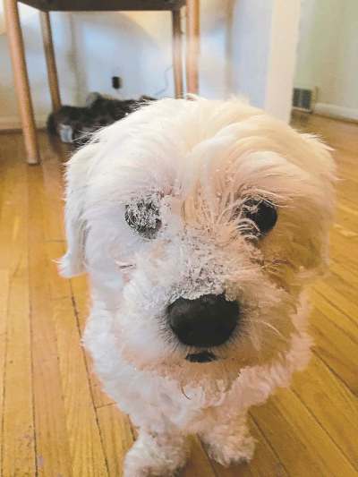 SUPPLIED
Doug&rsquo;s dog Bogey was treated to carrot cake on his birthday.