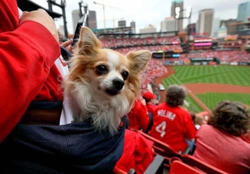 David Carson / St. Louis Post-Dispatch files
The 2018 U.S. General Social Survey asked a battery of questions on pet ownership and found dog owners are about twice as likely as cat owners to say they&rsquo;re ‘very happy.&rsquo;