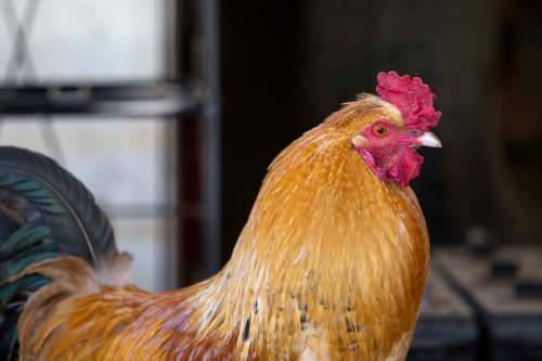 Kaitlin McKeown/The Virginian-Pilot/TNS
Earl the rooster peers into the garage bay as mechanics work at R&R Garage on April 16, 2019 in Powells Point, N.C.