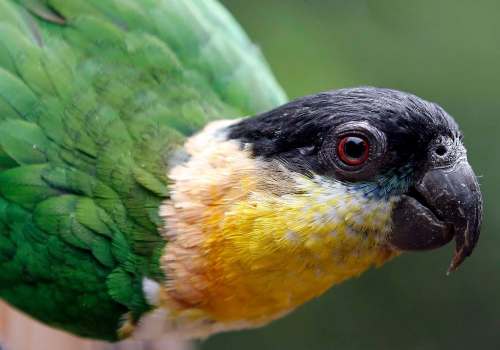 From winged lookouts to sports fans, parrots can be trained to do virtually anything.
Fernando Vergara / The Associated Press Files