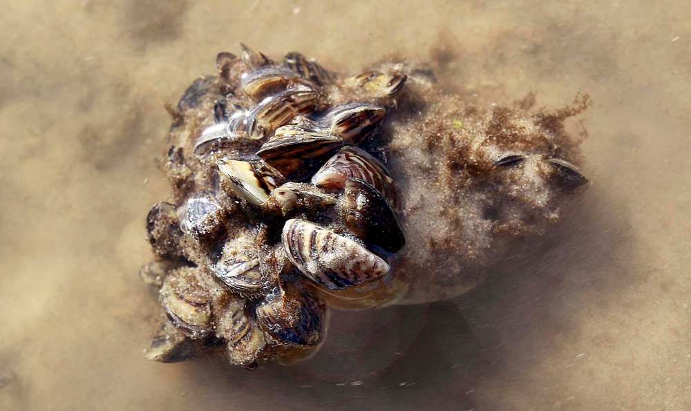 Zebra mussel larva found in source of Winnipeg drinking water