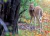 BORIS MINKEVICH / WINNIPEG FREE PRESS FILES
A young fawn momentarily emerges from the forest in Assiniboine Park. The growing trend of deer and other native animals such as racoons, Canada geese and coyotes taking refuge in cities is a sign of human impact on nature, say local environmental experts.