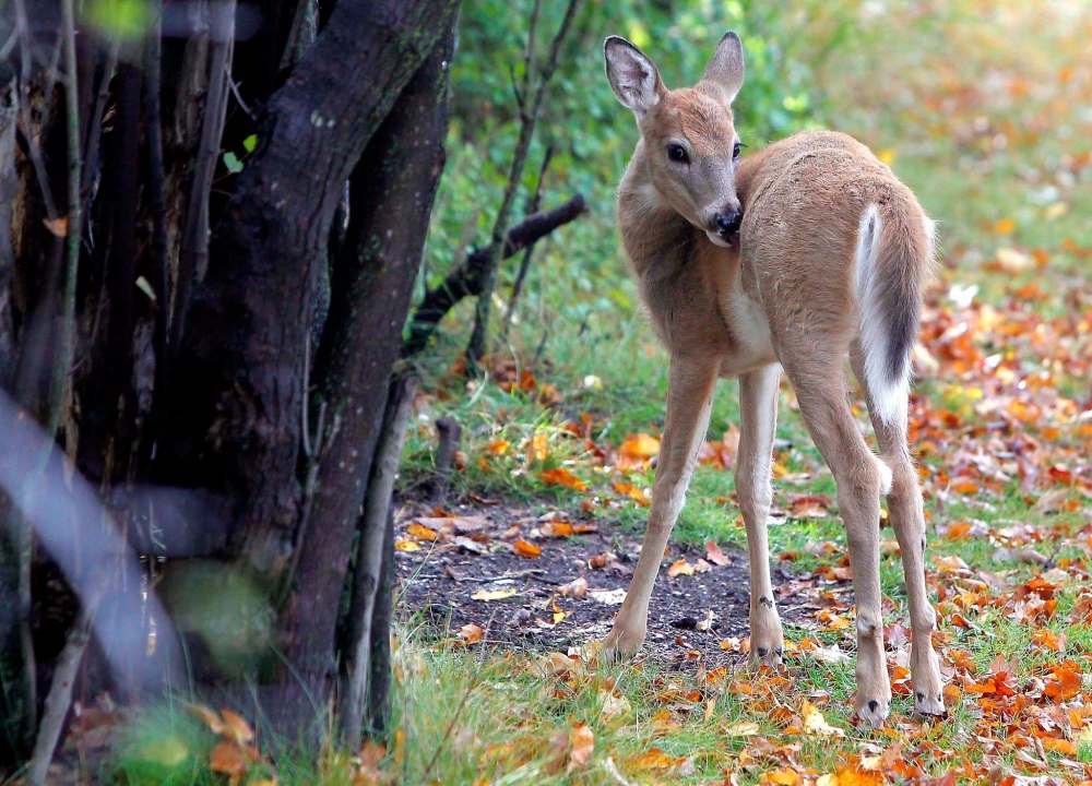 BORIS MINKEVICH / WINNIPEG FREE PRESS FILES
A young fawn momentarily emerges from the forest in Assiniboine Park. The growing trend of deer and other native animals such as racoons, Canada geese and coyotes taking refuge in cities is a sign of human impact on nature, say local environmental experts.