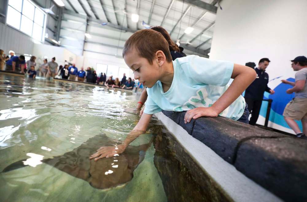 RUTH BONNEVILLE / WINNIPEG FREE PRESS
8-year-old Xavi Monge pets a stingray in the aquatic tank at the new exhibit Thursday.