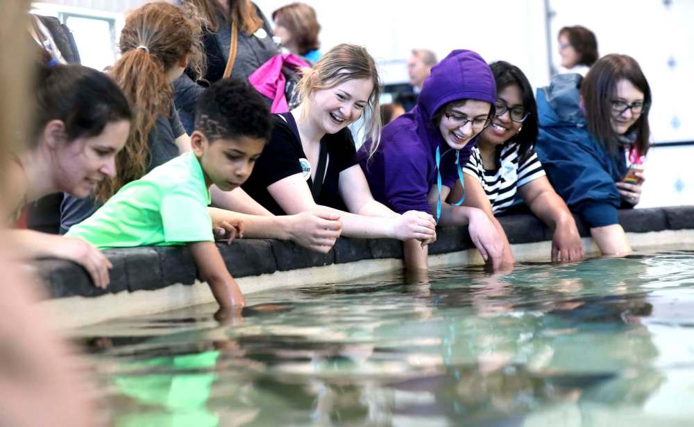 RUTH BONNEVILLE / WINNIPEG FREE PRESS
The Assiniboine Park Zoo's new Stingray Beach exhibit officially opened with visitors of all ages rolling up their sleeves to experience the squishy, slimy touch of a stingray Thursday.