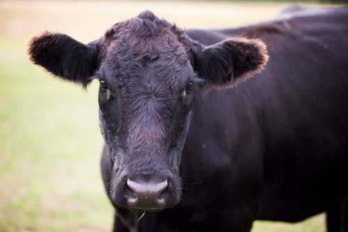 MIKAELA MACKENZIE / WINNIPEG FREE PRESS files
The #KuhKussChallenge encourages Castl app users to kiss cows for charity.
