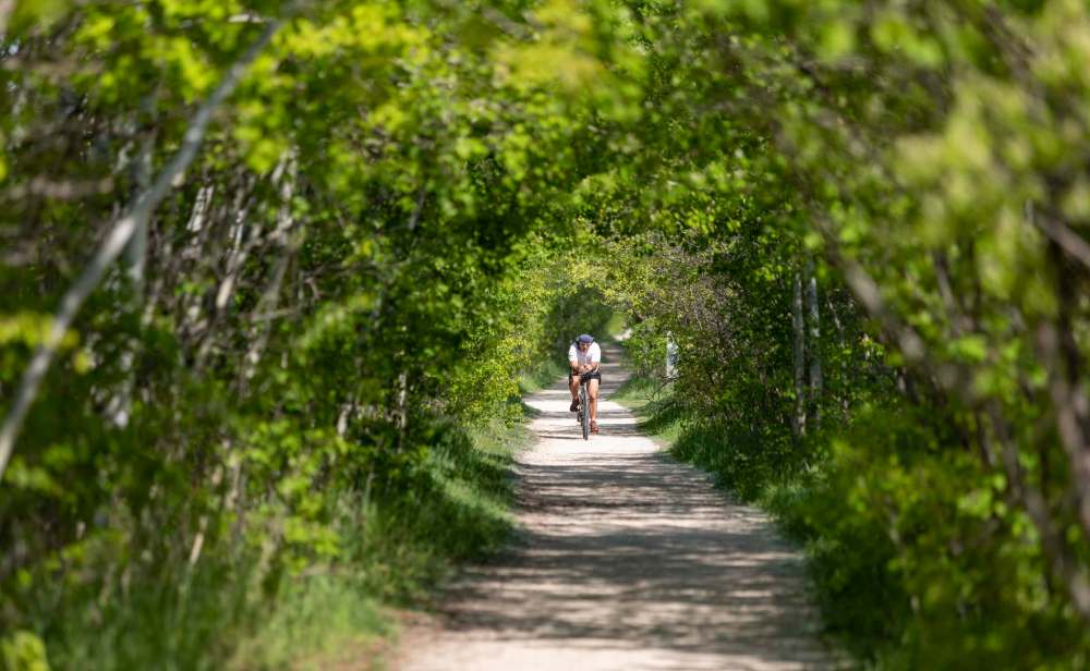 PHOTOS BY SASHA SEFTER
A cyclist rides through a tunnel of trees on the Harte Trail in Charleswood.