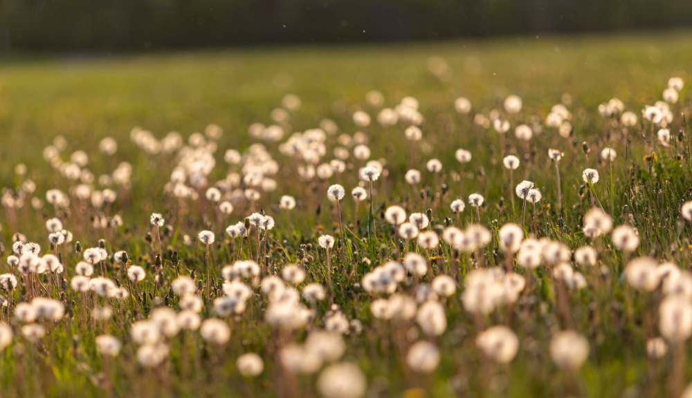 Dandelions flank the Yellow Ribbon Trail.