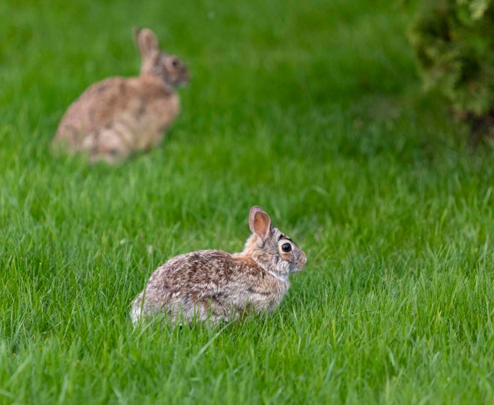 A pair of Cottontail rabbits near the Yellow Ribbon.