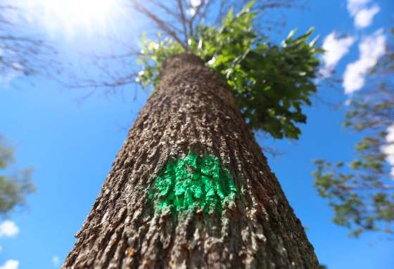 A dying ash tree marked for removal due to the emerald ash borer. The beetle was first detected in Winnipeg in the fall of 2017. (Trevor Hagan / Free Press files)