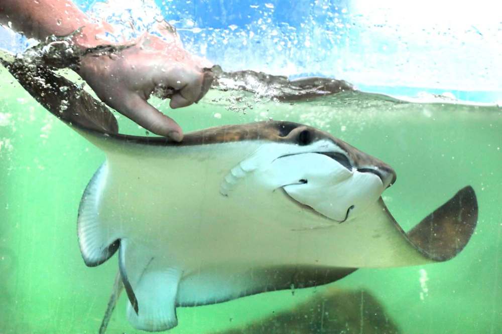RUTH BONNEVILLE / WINNIPEG FREE PRESS FILES
Assiniboine Park Zoo's operations supervisor, Marc Brandson, feeds a stingray in the Stingray Beach exhibit. The attraction is temporarily closed after the deaths of three stingrays.