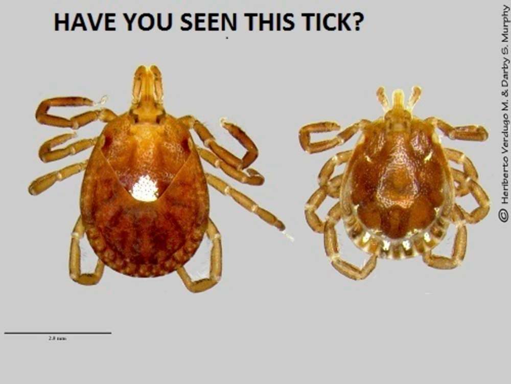 A Lone Star tick (Department of Entomology, University of Wisconsin-Madison)
