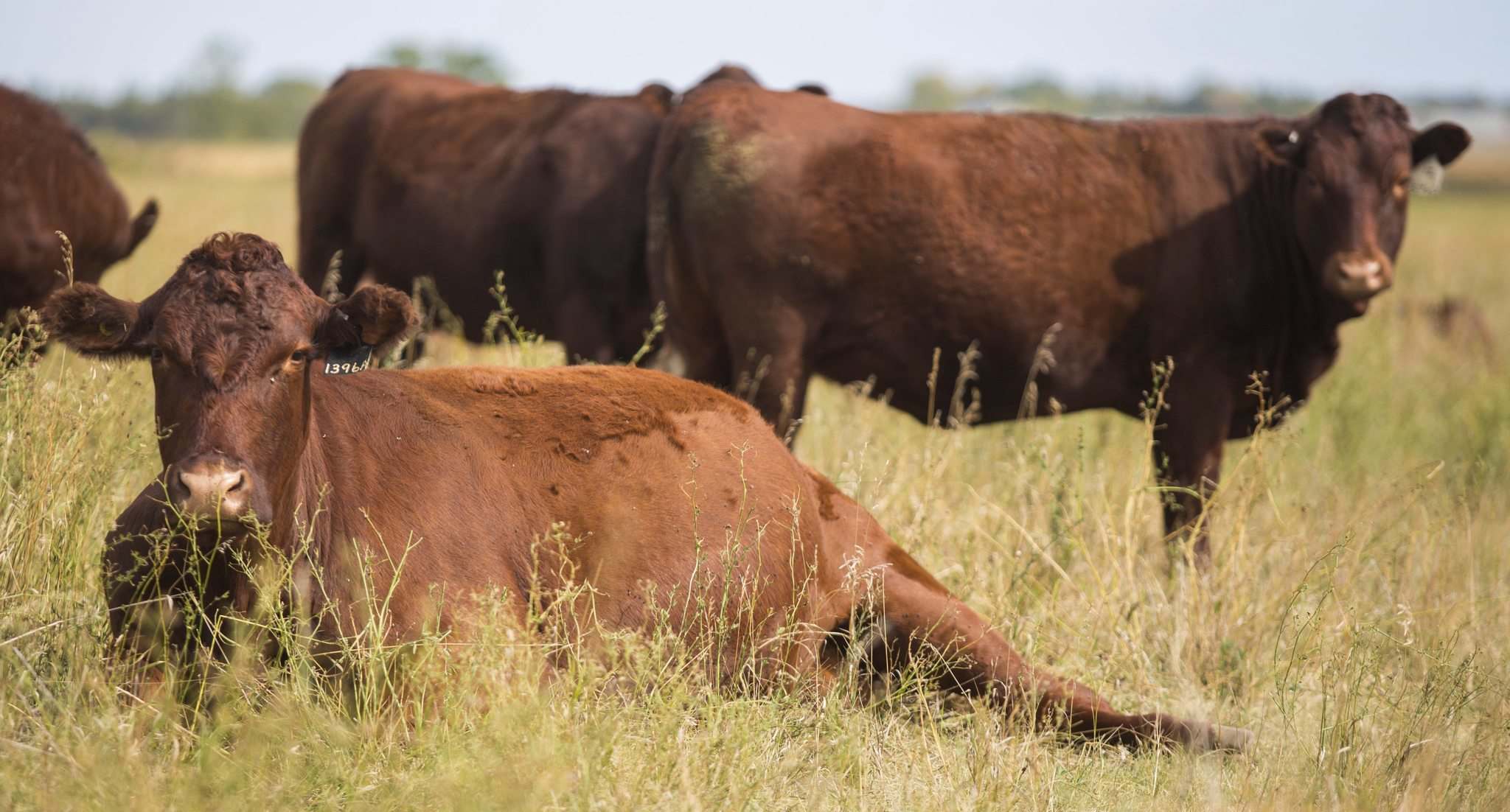 Manitoba Beef Producers grateful for access to Crown land Winnipeg