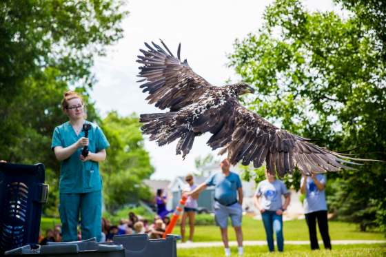 MIKAELA MACKENZIE / WINNIPEG FREE PRESSThe Wildlife Haven Rehabilitation Centre releases a juvenile bald eagle back to nature at D'Auteuil Park in Ile-des-Chenes on Thursday.