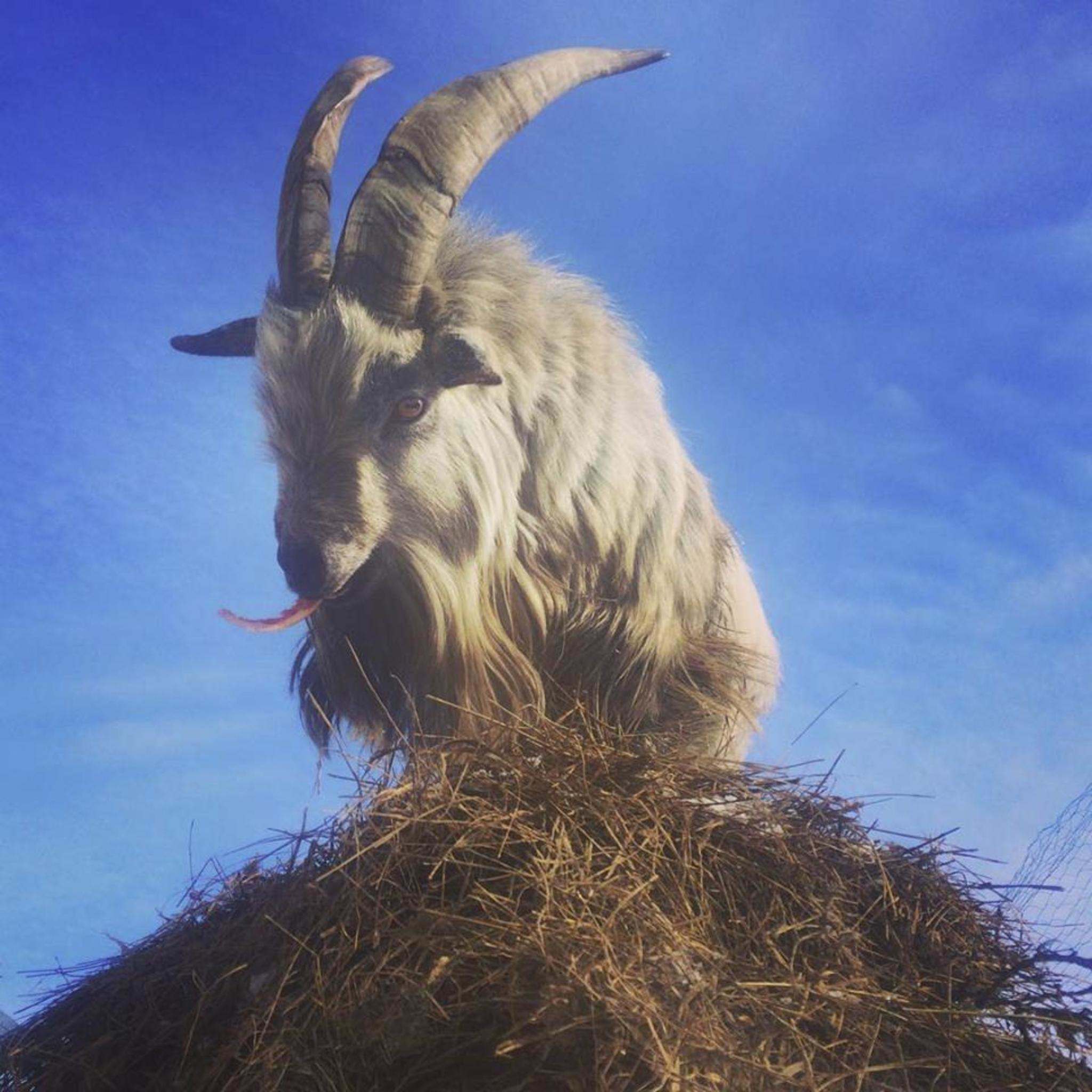 Steep Rock island goats facing eviction order Winnipeg Free Press