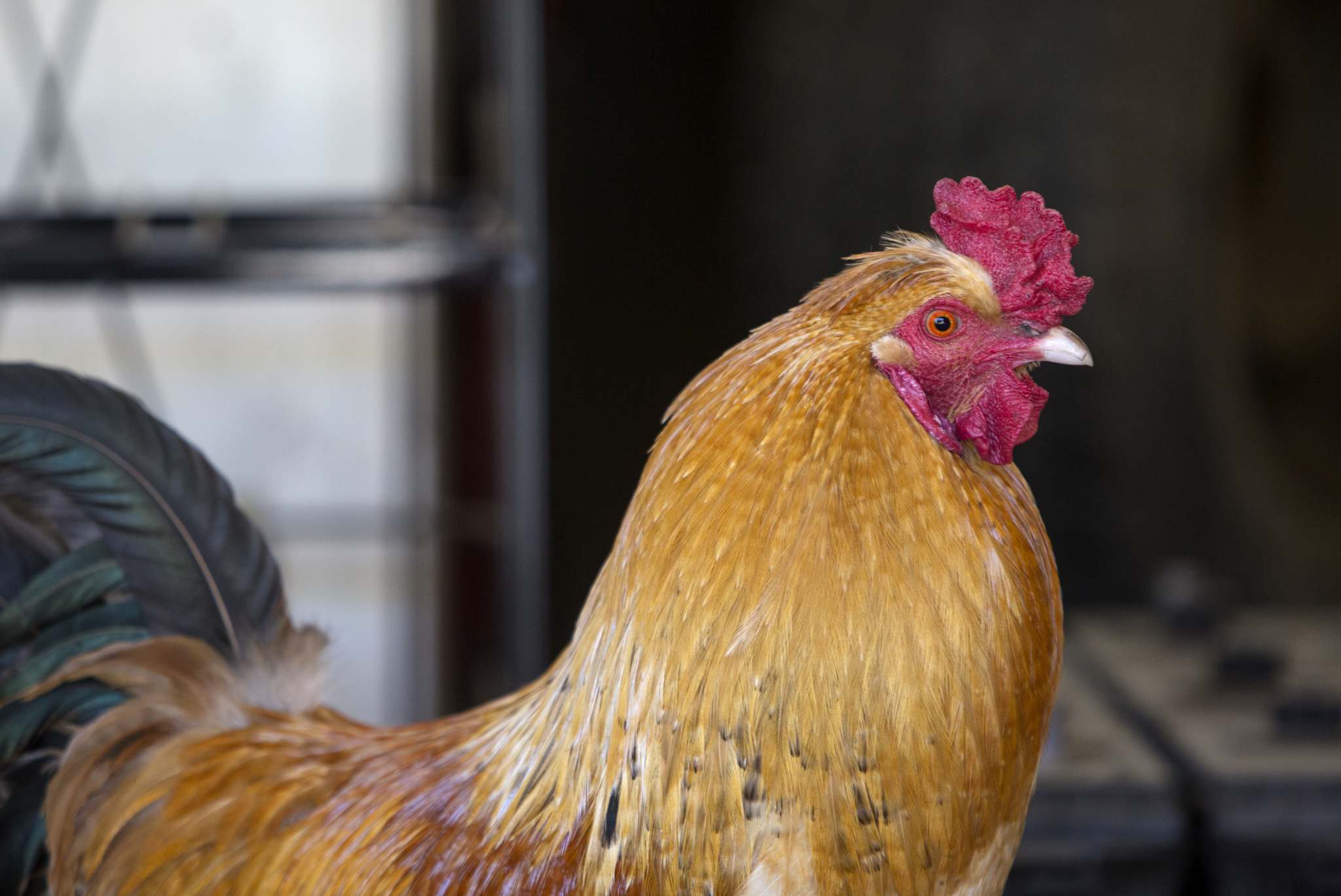 Best not to let roosters know you are chicken Winnipeg Free Press