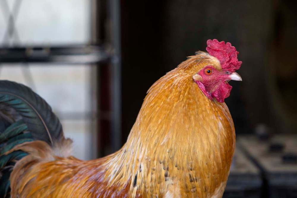 Best not to let roosters know you are chicken Winnipeg Free Press