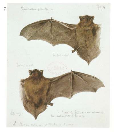 Supplied
An illustration of a pipistrelle bat from the book about Ariel Gordon&rsquo;s great-grandfather Gerald Barrett-Hamilton, For the Love of Nature : Mammals Described and Illustrated by the Naturalists Gerald E.H. Barrett-Hamilton and Edward Adrian Wilson by Martin J. Hollenberg, 2008.