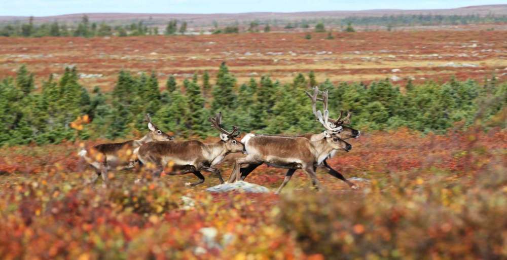 The watershed is home to vulnerable herds of caribou. (Josh Pearlman photo)