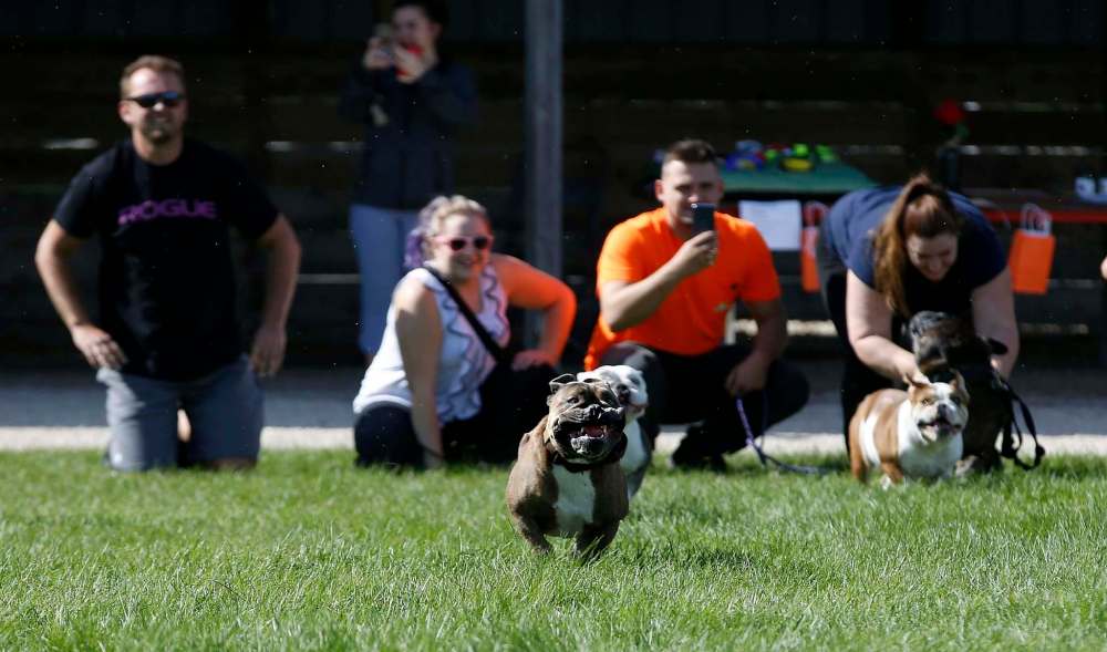 JOHN WOODS / WINNIPEG FREE PRESS
Derek Giesbrecht, left, watches as his dog Chile, an Old English Bulldog, leads the pack on his third straight victory at the annual Running Of The Bull(dog)s at Red River Exhibition grounds Sunday.