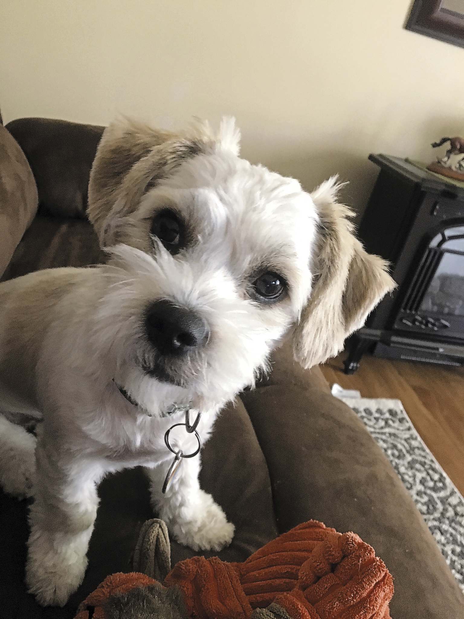 Pets of the week Winnipeg Free Press