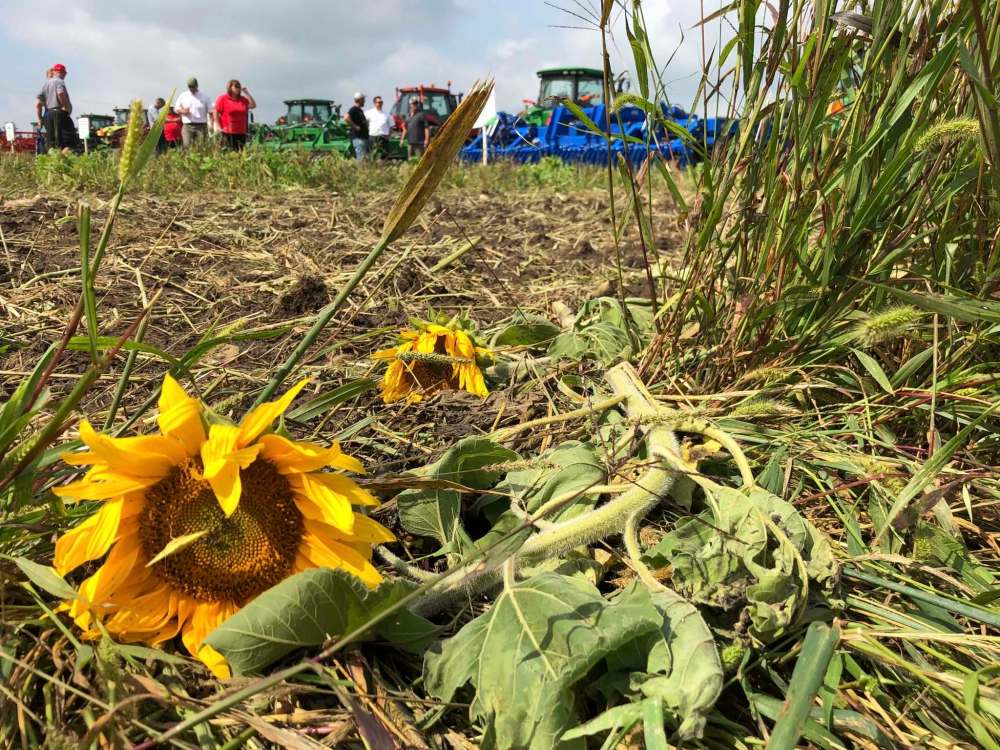LAURA RANCE / WINNIPEG FREE PRESS FILES
A cover crop on display at the recent Canada’s Outdoor Farm Show in Woodstock, Ont.