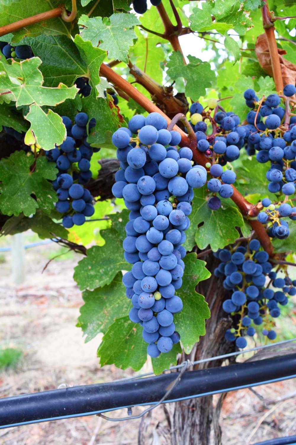 Cabernet Sauvignon grapes near ripeness at Nk'Mip's home vineyard in Osoyoos.