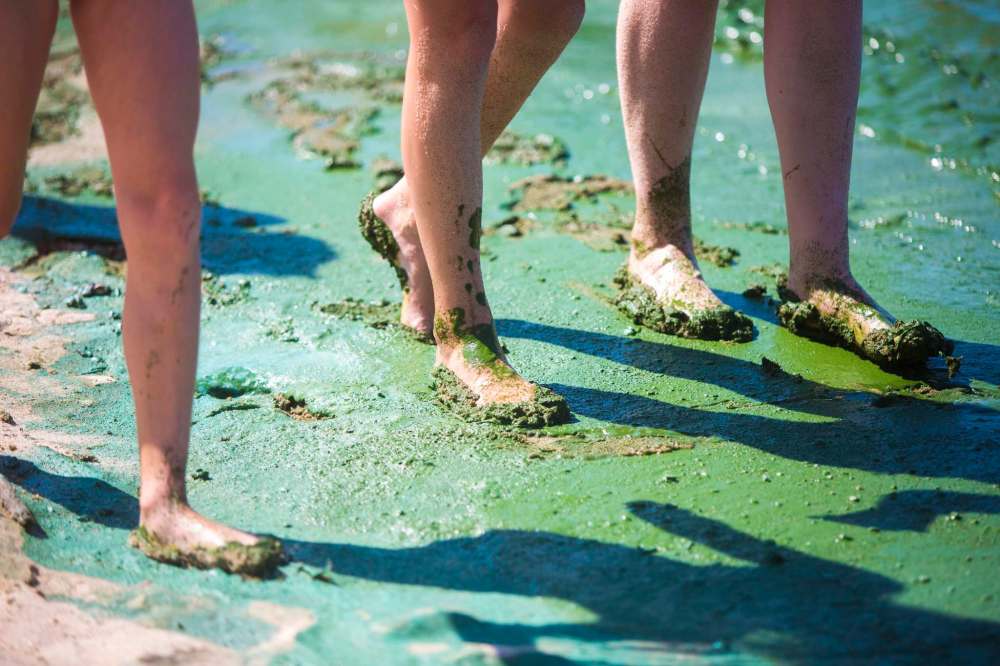 The water at Victoria Beach was thick with slimy green algae in August. (Mikaela MacKenzie / Winnipeg Free Press files)