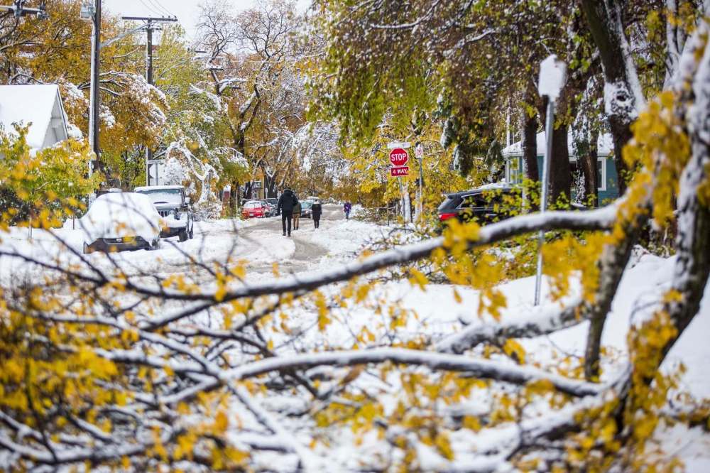People walk down Westminster Avenue among many downed trees on Saturday. (Mikaela MacKenzie/ Winnipeg Free Press)