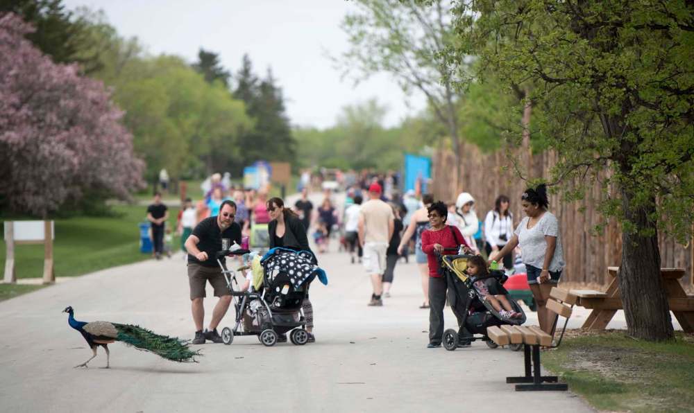 Why did the peacock cross the road? Perhaps to get ahead of zoo attendees on a Wild Wednesday. (David Lipnowski / Winnipeg Free Press files)