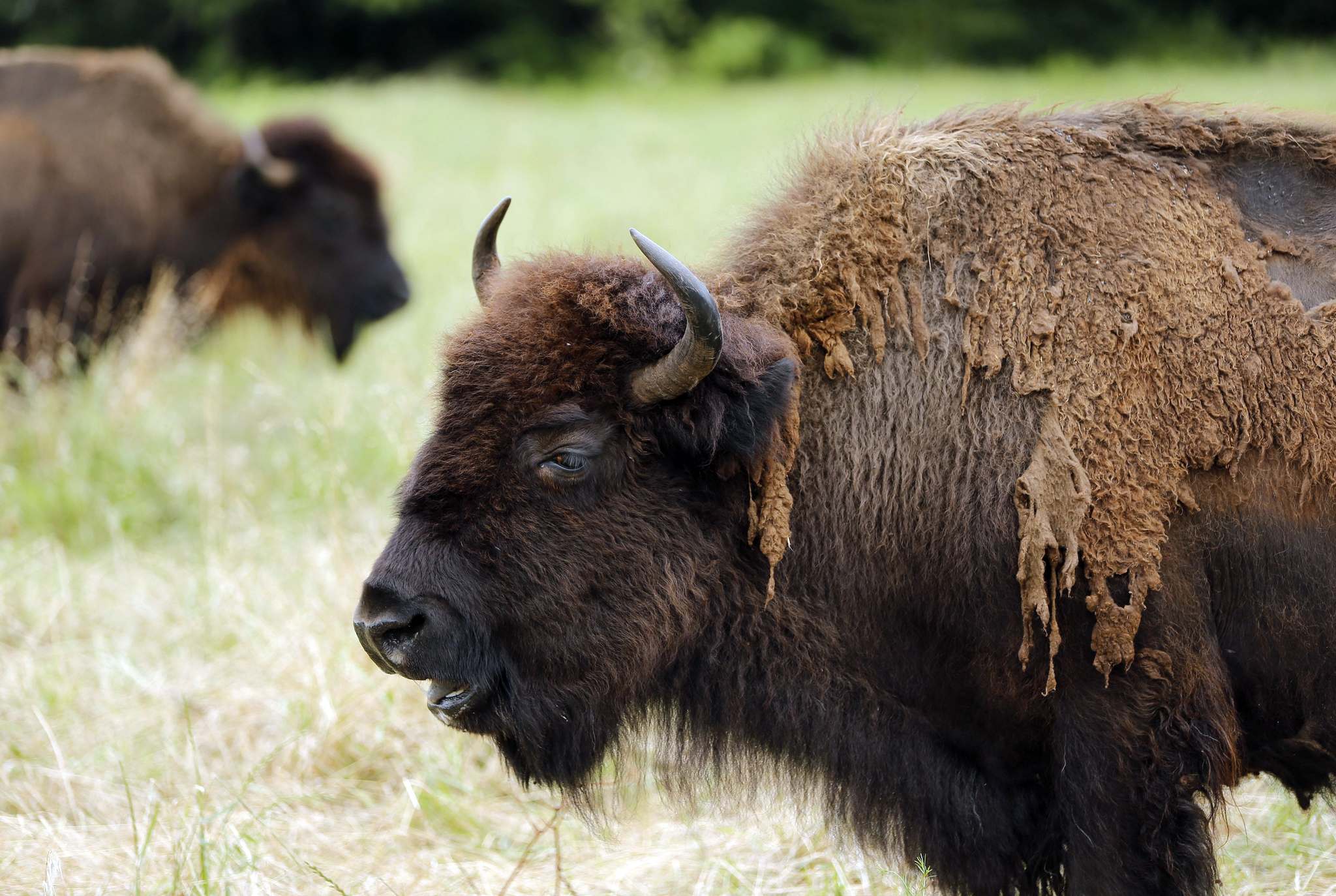 Bison fossils provide clues to early human settlements – Winnipeg Free ...
