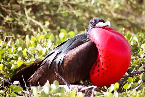 POSTMEDIA FILES
A male frigate bird puffs out his red chest to attract females.