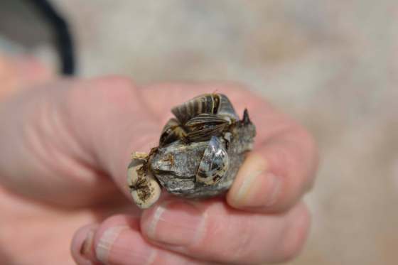 ROBERT TINKER PHOTOsLive zebra mussels cling to a pebble found on Island Beach north of Beaconia May 15.
