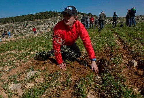 In this Friday, Jan. 25, 2019 photo, young American rabbinical students plant olive trees, on the land near the West Bank village of Attuwani, south of Hebron. The students are doing more than visiting holy sites, learning Hebrew and poring over religious texts during their year abroad in Israel. In a departure from past programs that focused on strengthening ties with Israel and Judaism, the new crop of rabbinical students is also reaching out to the Palestinians. (AP Photo/Nasser Nasser)
