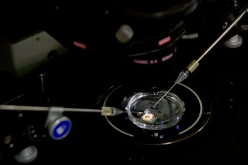 FILE - In this Oct. 9, 2018 file photo, an embryo receives a small dose of Cas9 protein and PCSK9 sgRNA in a sperm injection microscope in a laboratory in Shenzhen in southern China's Guangdong province, during work by scientist He Jiankui's team. On Thursday, Feb. 7, 2019, a Stanford University official said that the school has started a review of interactions that some faculty members had with He, who claims to have helped make gene-edited babies. (AP Photo/Mark Schiefelbein)