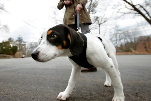 FILE - In this Wednesday, March 29, 2017 file photo, a dog pulls on his leash during a walk in Waltham, Mass. A U.S. study released on Wednesday, March 6, 2019, suggests broken bones from falls while dog-walking are on the rise among older adults and hip fractures are among the most common injuries. Doctors recommend assessing your strength and balance, and Fido‚Äôs obedience, before embarking on those healthful outings. (AP Photo/Steven Senne)